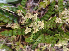 Anisotome aromatica