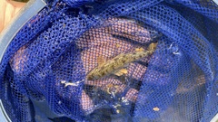 Pseudogobio agathonectris