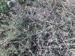 Limonium narbonense