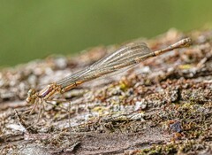 Austrolestes minjerriba