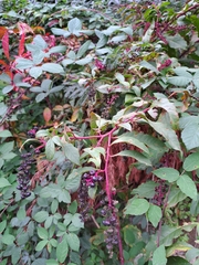 Phytolacca americana