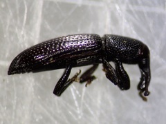 Oxydema longula