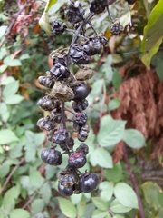 Phytolacca americana