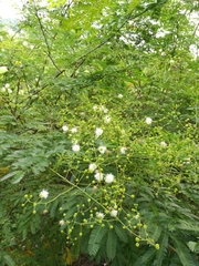 Mimosa bimucronata