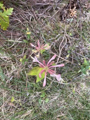 Lonicera periclymenum