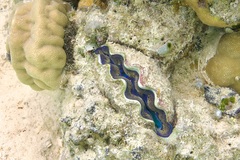 Tridacna crocea