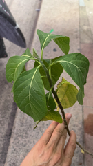 Gymnanthemum amygdalinum