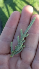 Arthrocaulon macrostachyum