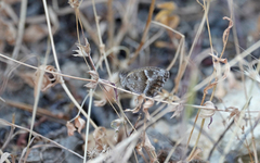 Pyronia cecilia