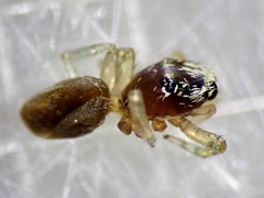 Phintelloides versicolor