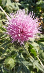 Cirsium japonicum