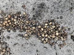 Oryctolagus cuniculus