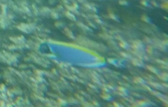 Acanthurus leucosternon
