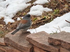 Junco hyemalis caniceps