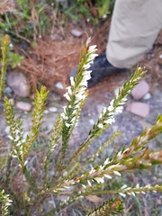 Epacris lanuginosa