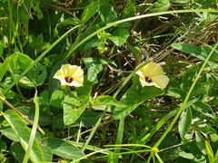 Hewittia malabarica