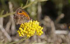 Pyronia cecilia