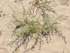 Psorothamnus kingii