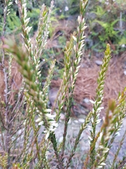 Epacris lanuginosa