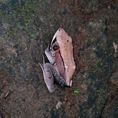 Clinotarsus curtipes