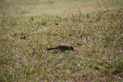 Pycnonotus aurigaster