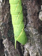 Smerinthinae