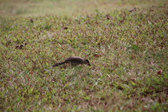 Pycnonotus aurigaster