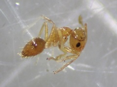 Plagiolepis alluaudi