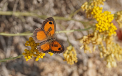 Pyronia cecilia