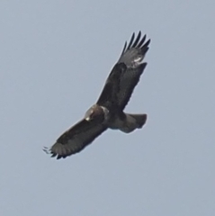 Buteo buteo rothschildi