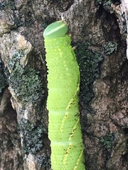 Smerinthinae