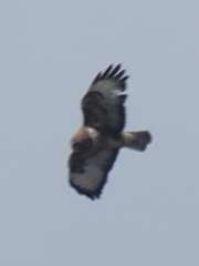 Buteo buteo rothschildi