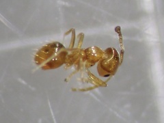 Plagiolepis alluaudi