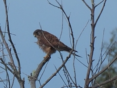 Falco tinnunculus canariensis