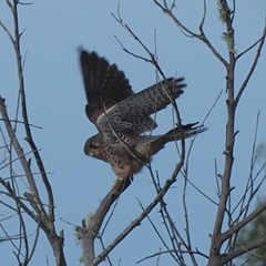 Falco tinnunculus canariensis