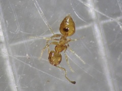 Plagiolepis alluaudi