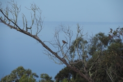 Falco tinnunculus canariensis