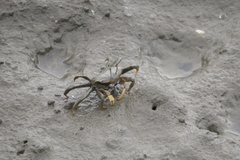 Macrophthalmus banzai