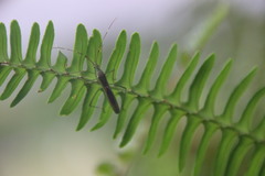 Leptocorisa acuta