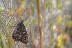 Hipparchia aristaeus