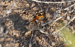 Hipparchia aristaeus