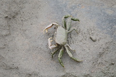 Macrophthalmus banzai