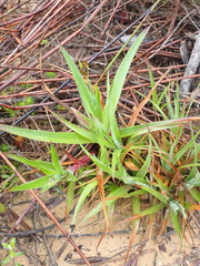 Juncus lomatophyllus