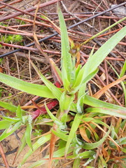 Juncus lomatophyllus