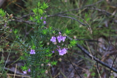 Prostanthera scutellarioides