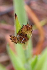 Juncus lomatophyllus