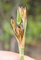 Juncus lomatophyllus