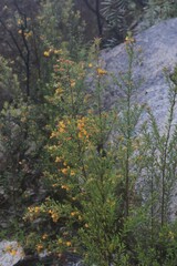 Pultenaea tarik