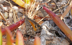 Hipparchia aristaeus