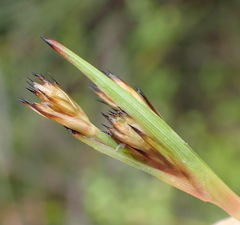 Juncus lomatophyllus